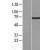 Western Blot: Lamin A Lysate [NBL1-12564] - Western Blot experiments. 
Left-Control; Right -Over-expression Lysate for LMNA